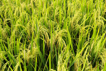 Oryza sativa or rice plant, rice fields that have turned yellow and are ready to be harvested