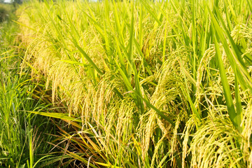 Oryza sativa or rice plant, rice fields that have turned yellow and are ready to be harvested