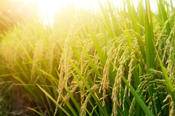 Oryza sativa or rice plant, rice fields that have turned yellow and are ready to be harvested