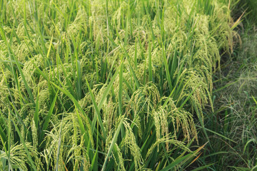 Oryza sativa or rice plant, rice fields that have turned yellow and are ready to be harvested