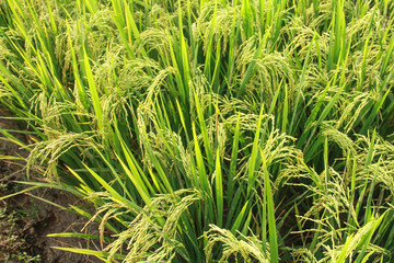 Oryza sativa or rice plant, rice fields that have turned yellow and are ready to be harvested