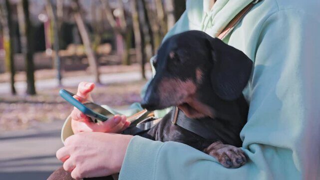 An elderly dachshund dog in arms of its owner on walk in park is nervous and requires attention phubbing Addiction to gadgets, family relationships, here and now Work-life balance scrolling smartphone