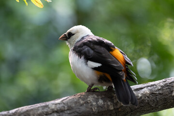Close up of white-headed buffalo weaver bird
