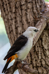 Close up of white-headed buffalo weaver bird