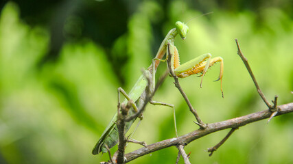 Mantis religiosa or praying mantis is an animal belonging to the order Mantodea