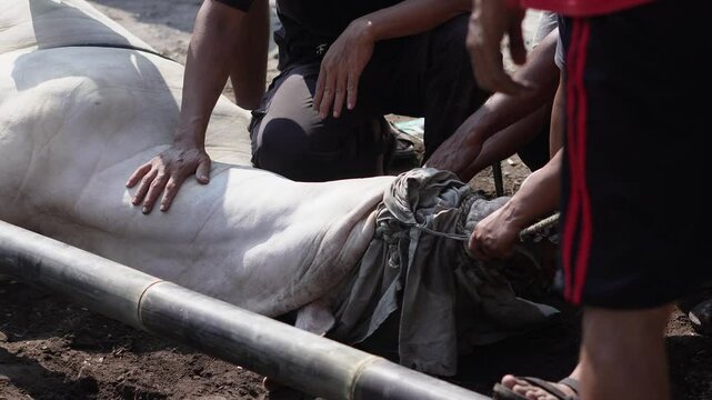 Close-up 4K footage of a Muslim male butcher cutting cow meat to distribute to Muslims in need during Eid al-Adha Al Mubarak