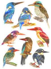 Watercolored Philippine Kingfisher Birds Poster