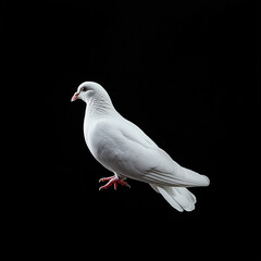 White dove isolated on black background