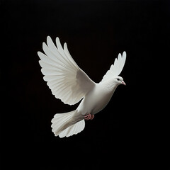 White dove isolated on black background