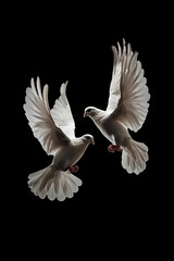 Two white doves flying on black background