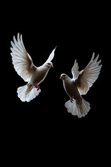 Two white doves flying on black background