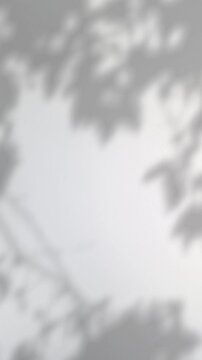 Abstract silhouette tree branchs on white wall in the evening sunlight background, beautiful natural sun rays leaves shade waving in morning wind, blur bokeh plant shadow light in sunset spring nature