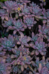 Fotografía de detalle de suculentas.