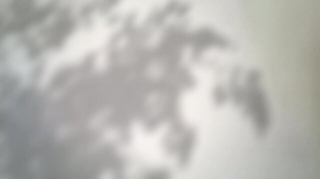 Abstract silhouette tree branchs on white wall in the evening sunlight background, beautiful natural sun rays leaves shade waving in morning wind, blur bokeh plant shadow light in sunset spring nature