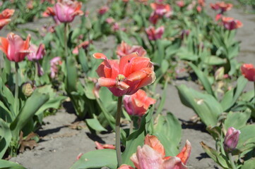 red tulips in garden
