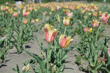 red and yellow tulips