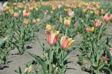 red and yellow tulips