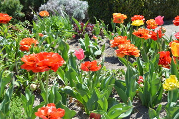 red and yellow tulips