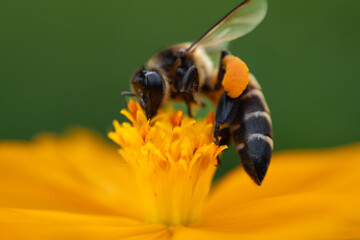 A bee is eating nectar from a flower