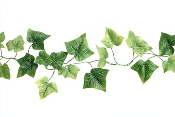 Green ivy vine with leaves isolated on white background.