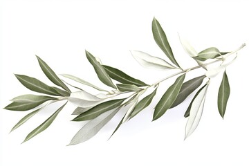 Olive branch with green leaves isolated on white background.