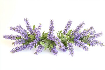Purple flowers with green leaves on a white background.