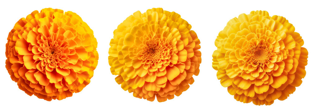 Set of Yellow marigold flowers isolated on white background Indian traditional functions pongal, ugadi, diwali, marriage, pooja, Onam Pookalam