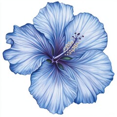 vector graphic of a blue hibiscus flower
