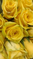yellow roses background