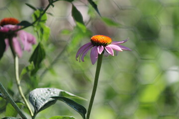 Echinacea 