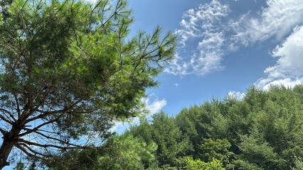 푸른하늘과 구름