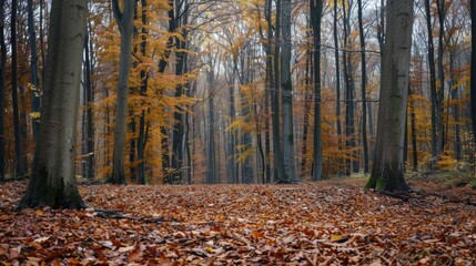 Autumn forest with fallen leaves and sunbeams in the background.