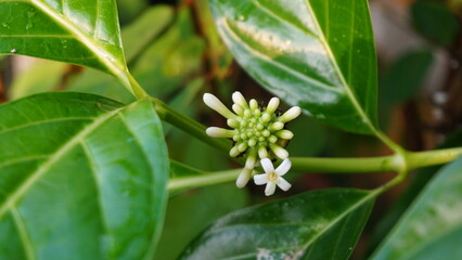 grasshopper on a flower
