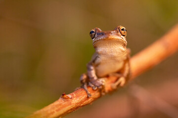 The invasive Cuban treefrog (Osteopilus septentrionalis) in southwest Florida