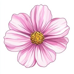 Obraz premium vector graphic of a pink cosmos flower