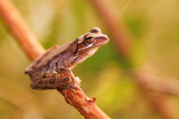 The invasive Cuban treefrog (Osteopilus septentrionalis) in southwest Florida