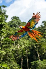 Fototapeta premium A scarlet macaw in flight against a lush, green rainforest backdrop.