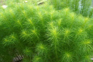 Fresh green Kochia plants in summer, close up with selective focus