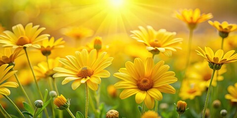 Obraz premium Yellow daisies blooming in a field under the sun, flowers, nature, yellow, petals, daisies, garden, spring, bright, sunny