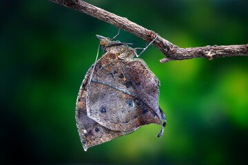 Orange oakleaf butterfly (Kallima inachus) Indian oakleaf or dead leaf butterfly with wings closed,...