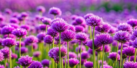 Field of purple flowers in full bloom, purple, flowers, field, nature, garden, colorful, beauty, petals, spring, summer