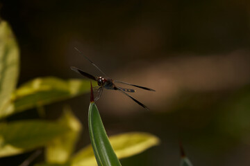 Dragonfly perched on an agave thorn