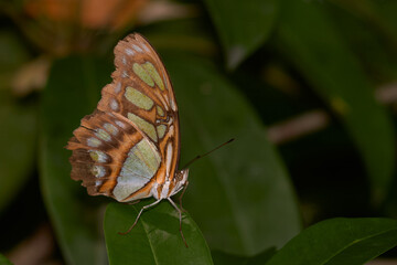 Obraz premium Butterfly perched on sapote tree leaves