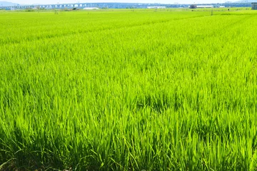 Summer rice field with ears of rice growing