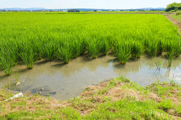 Summer rice field with ears of rice growing
