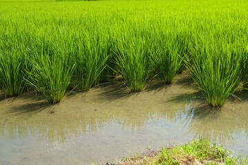 Obraz premium Summer rice field with ears of rice growing
