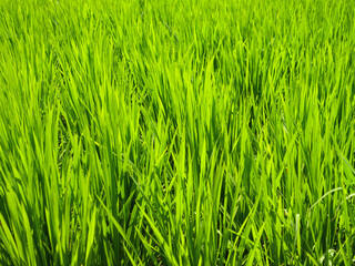  Summer rice field with ears of rice growing
