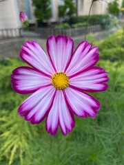 Obraz premium A closeup of purple garden cosmos