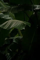 Jungle Leaf