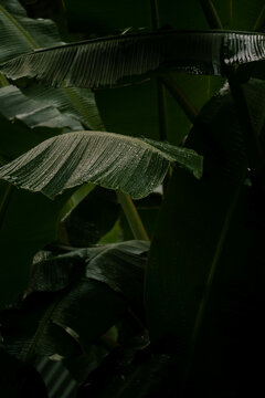 Jungle Leaf